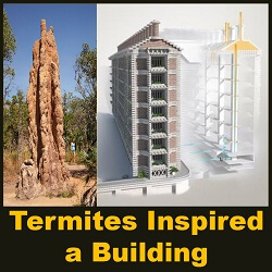 How Termites Inspired a Building That Can Cool Itself