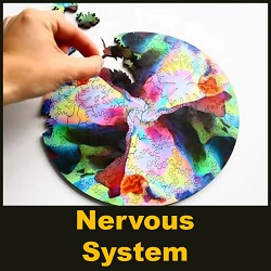 Nervous System Generative Design Studio