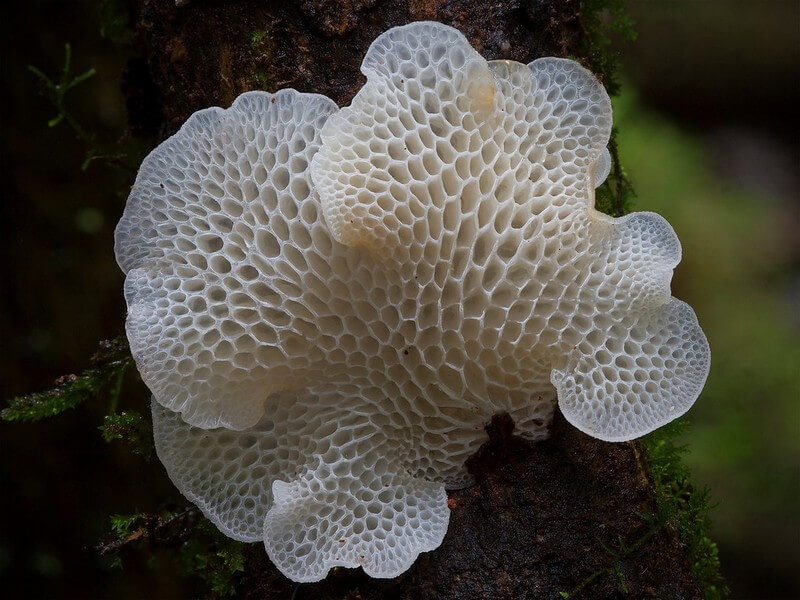 Mushroom Voronoi