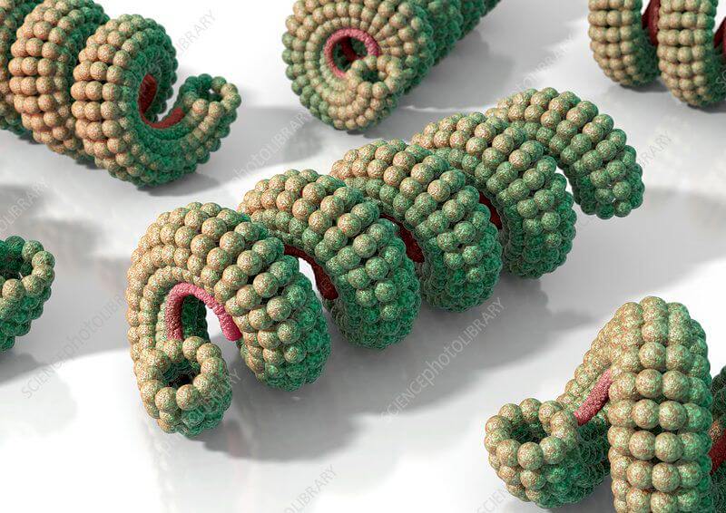 virus capsid structure