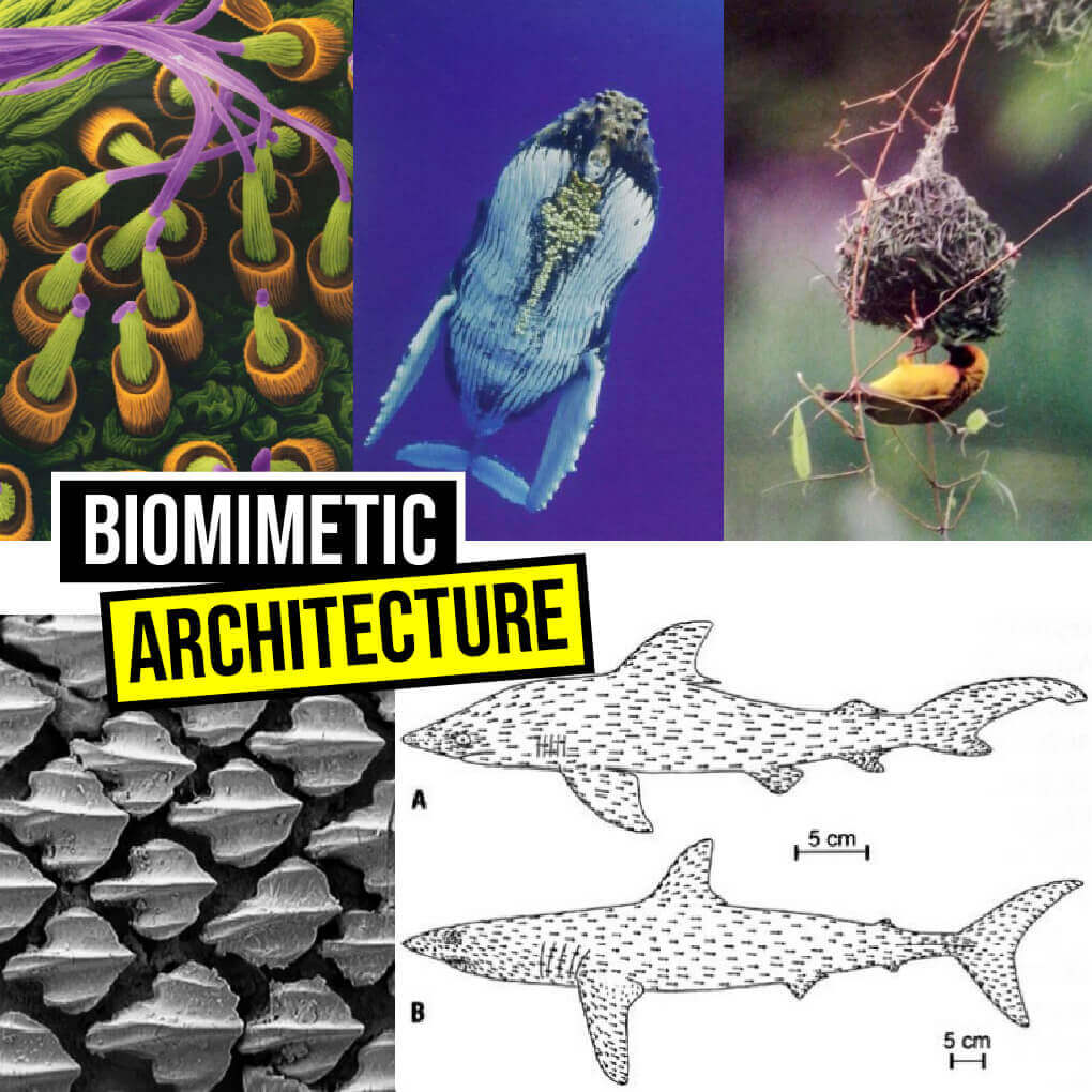 Biomimetic Architecture