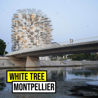 White Tree Montpellier