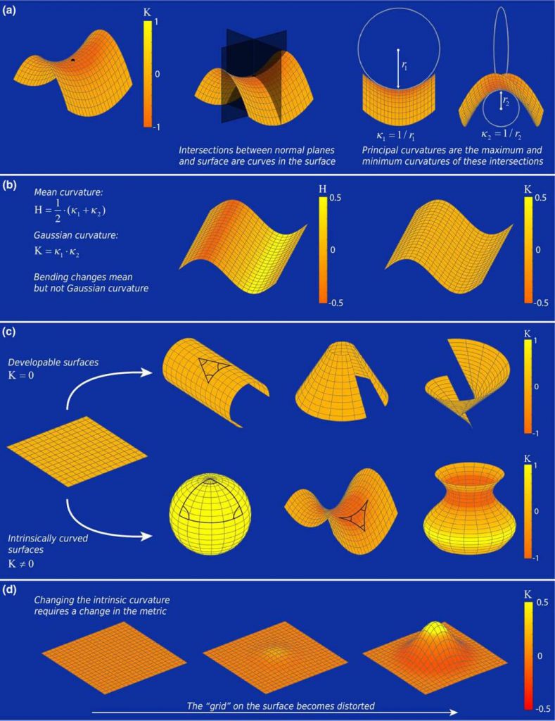 Flat Sheets To Curved Geometries Parametric House