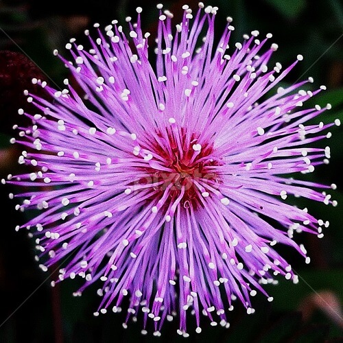 Bio-Form Mimicry in Architectural Design