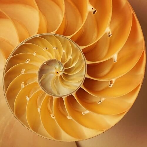 Self-Organizational Architecture