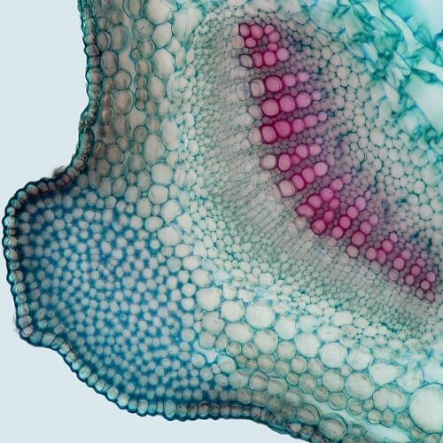 Designing with gradients: bio-inspired computation for digital fabrication