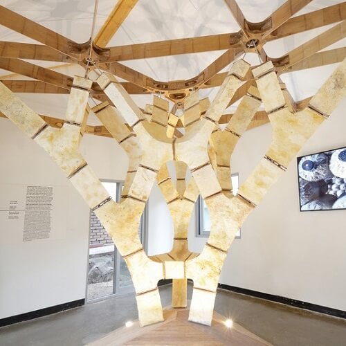 MycoTree spatial branching structure